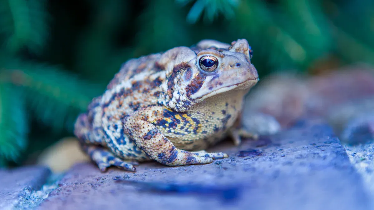 Variations et contextes des rêves de crapaud