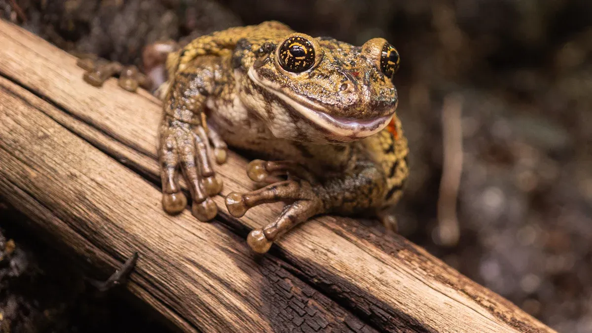 Interprétations culturelles des rêves de crapaud