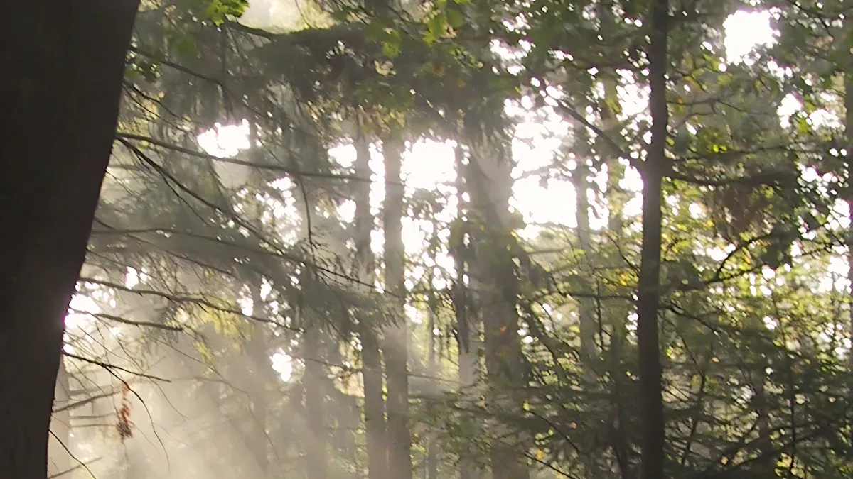 Shade from Trees: Impact