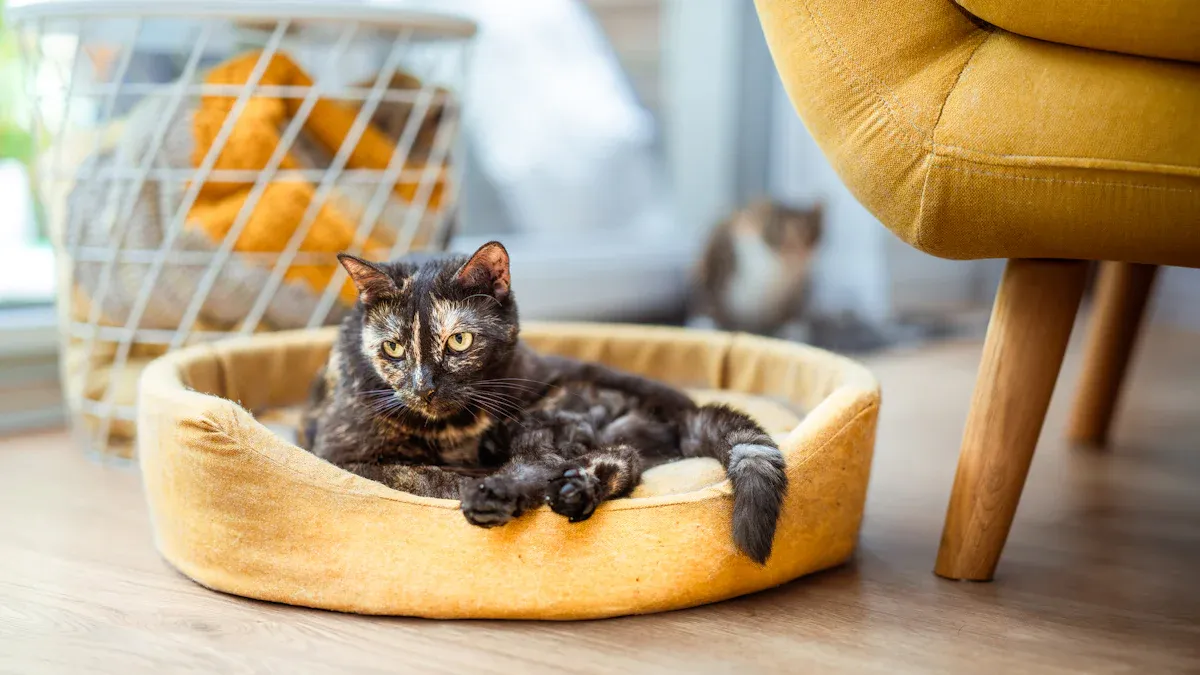 Best Budget Cat Scratch Boards