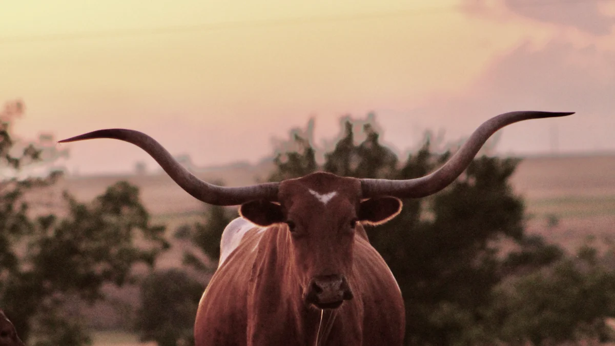 Customizing Your Resume and Portfolio for Tech Jobs in Texas