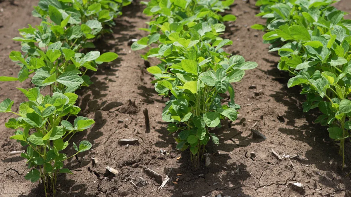 IS YOUR SOY DEFORESTATION-FREE?