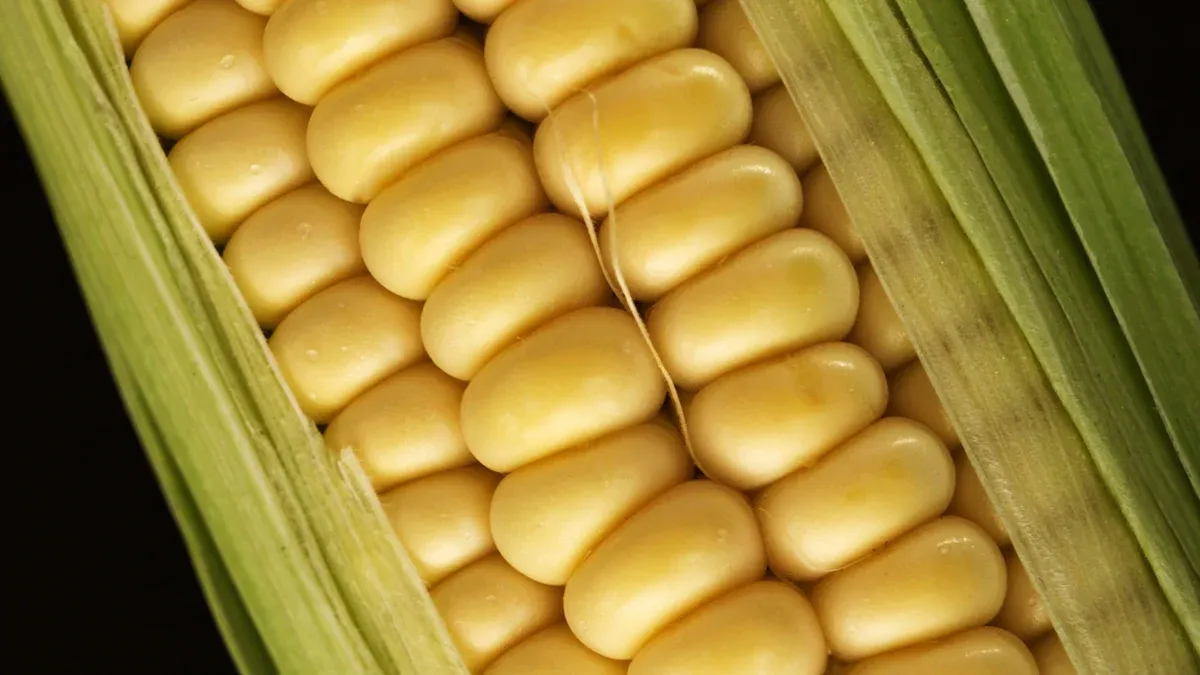 Vegan Glucosamine Basics: The Sources