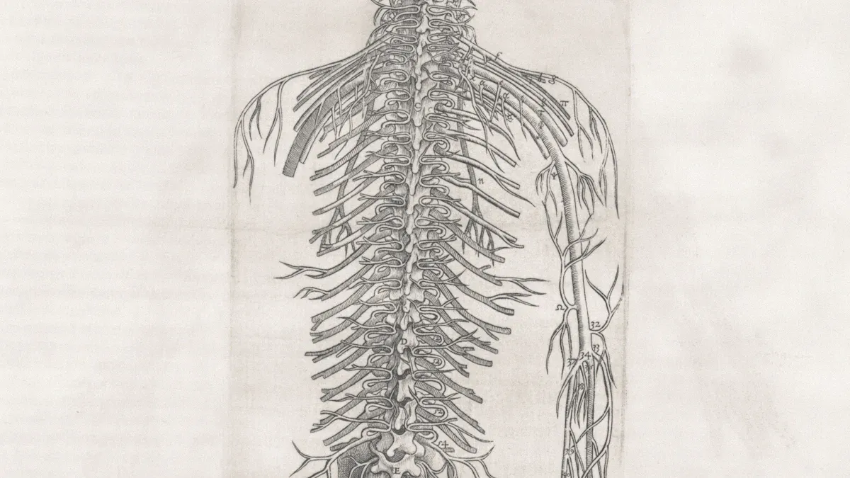 Nerve Function and Neuropathy