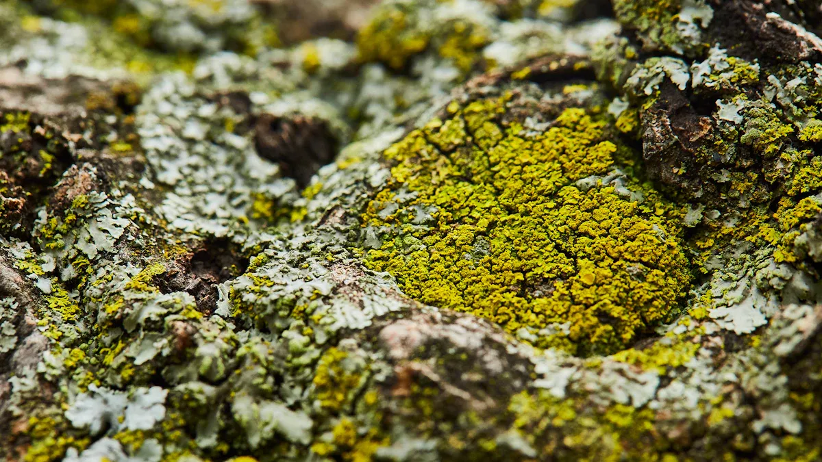 Vitamin D3 from Lichen