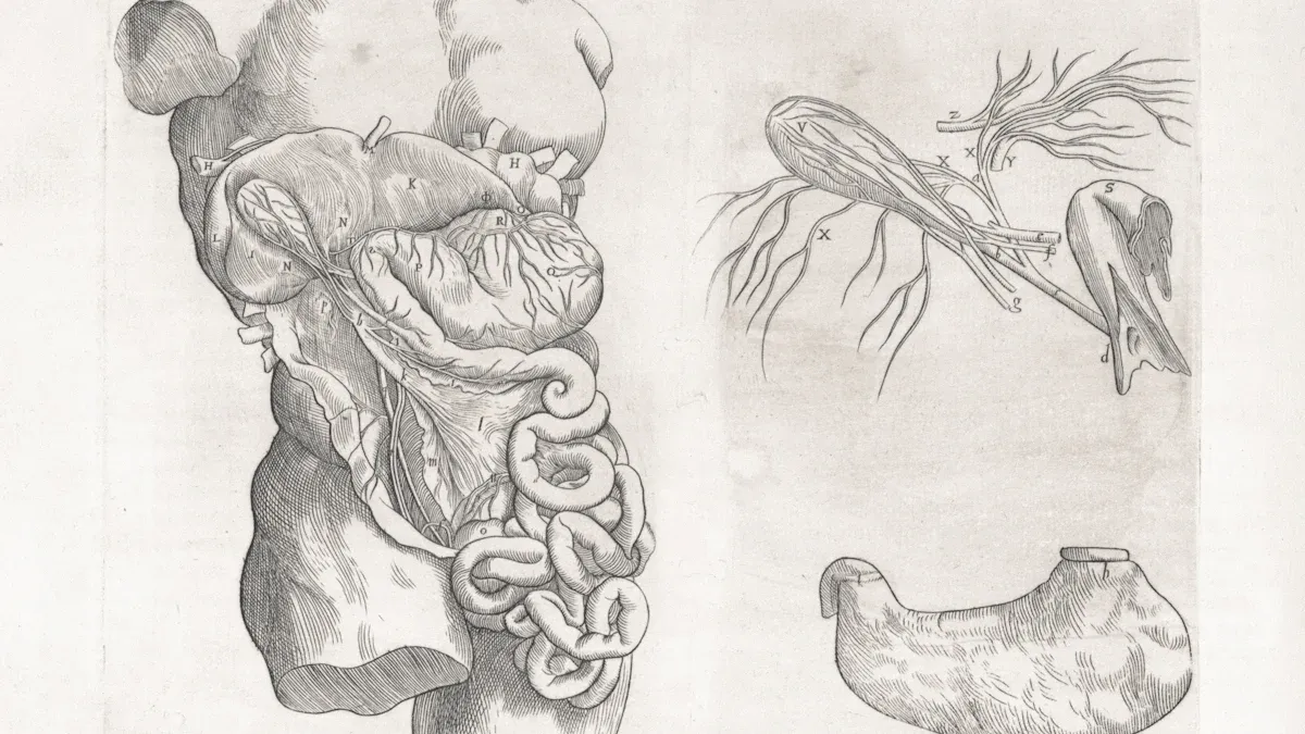 What Are Digestive Enzymes?