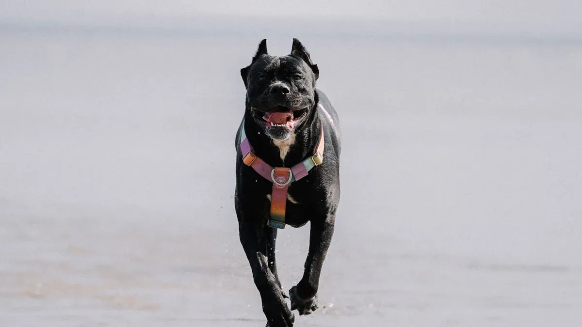 Why Cane Corsos Are Considered “High Maintenance” (And What That Really Means)