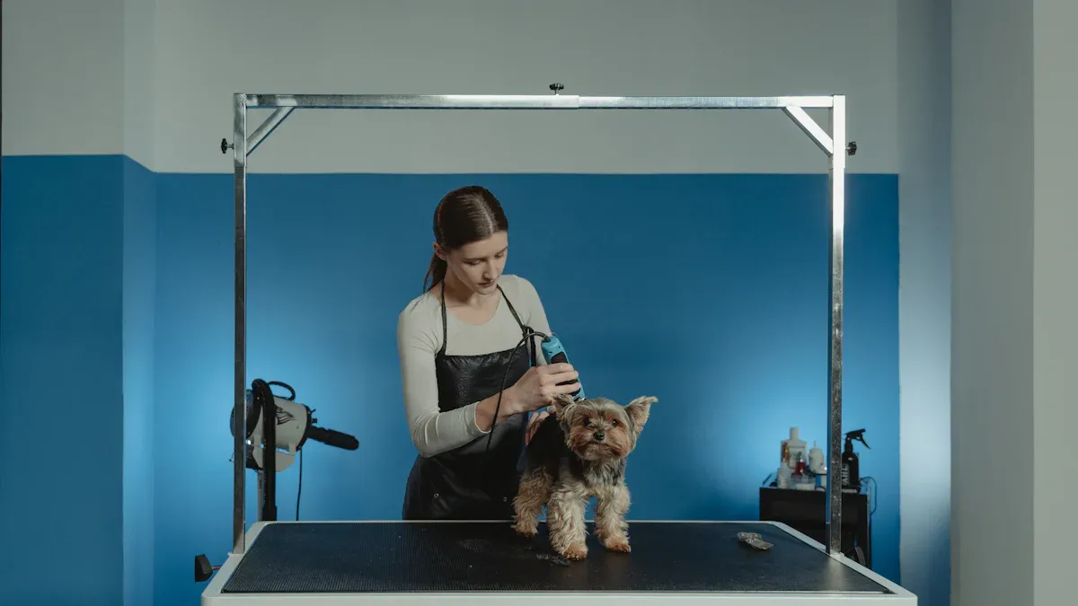 Why Schnauzers Have a “Moderate Maintenance” Reputation