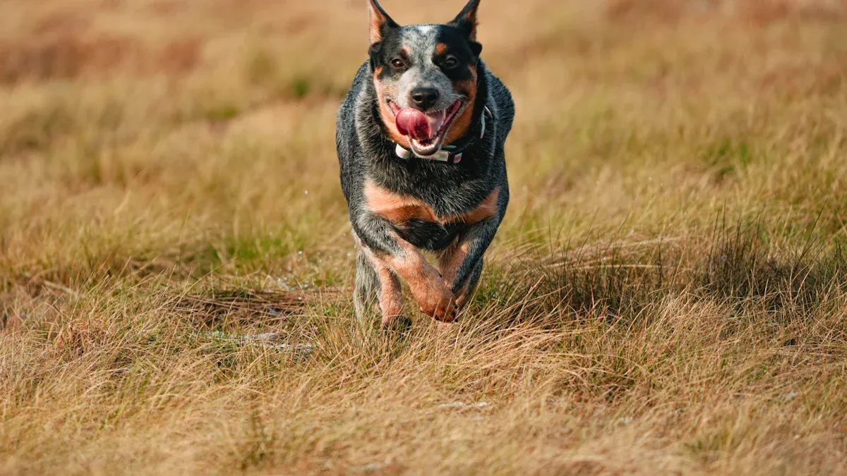 Why Australian Cattle Dogs Are Among the Highest-Energy Breeds