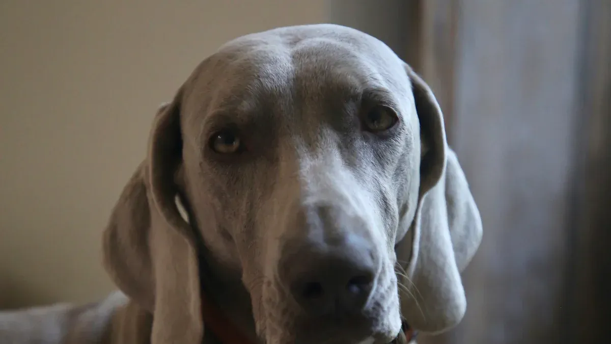 The Hidden Downsides of Great Danes: Beyond Their “Gentle Giant” Reputation