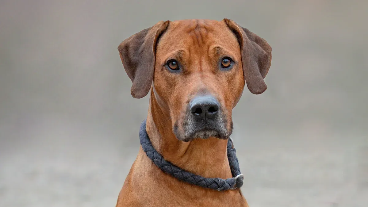 The Athletic Heritage of Rhodesian Ridgebacks: Why Exercise Isn’t Optional