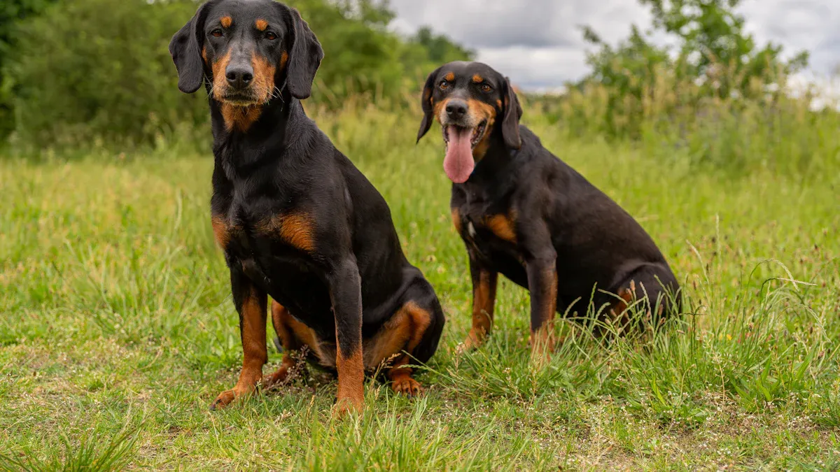 The Core Personality Traits of a Doberman: Beyond the “Guard Dog” Stereotype
