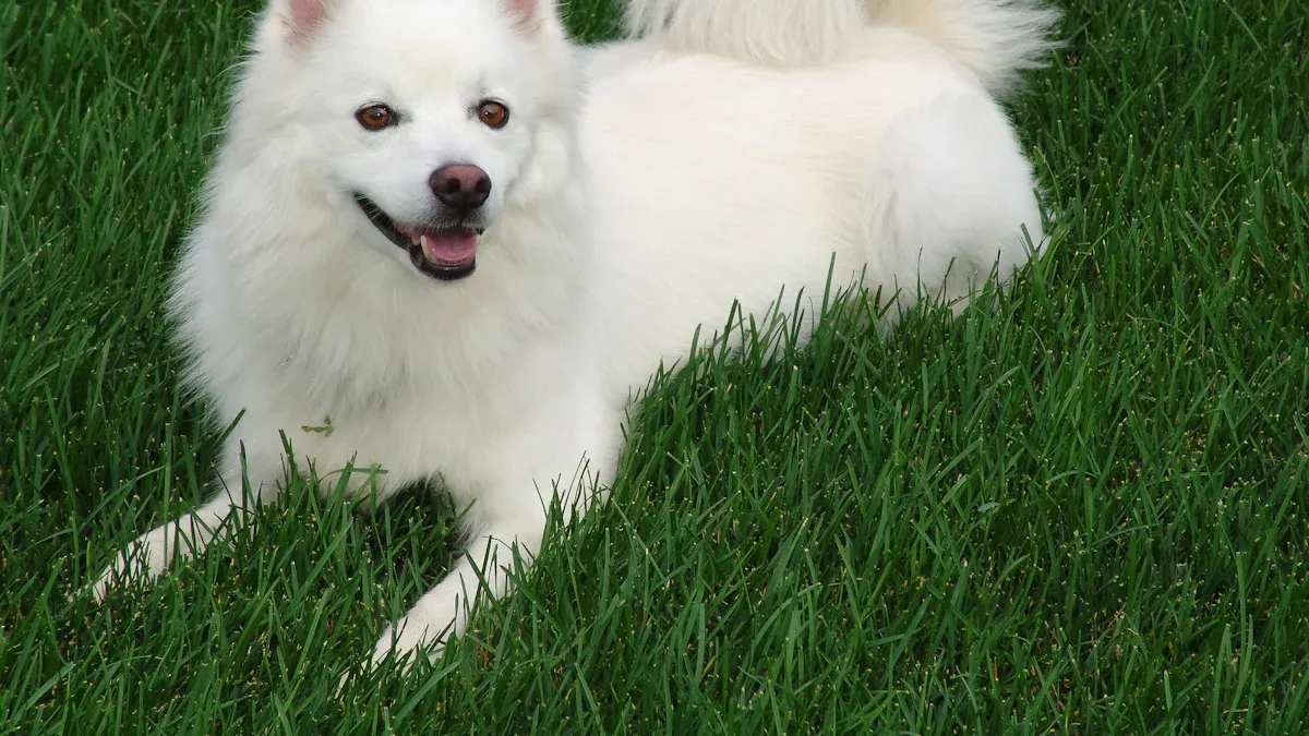 Common Health Problems in Keeshonds: What Owners Need to Know