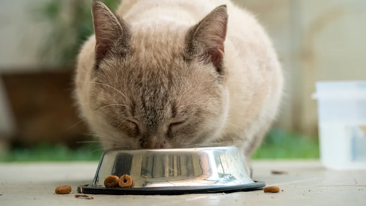 Top 12-Piece Cat Starter Kits Reviewed for New Owners
