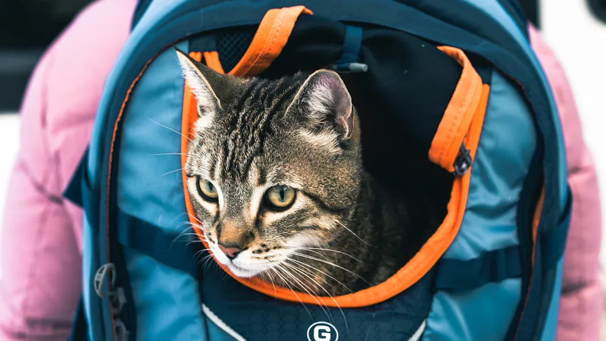 Reviews of Popular Cat Starter Kits