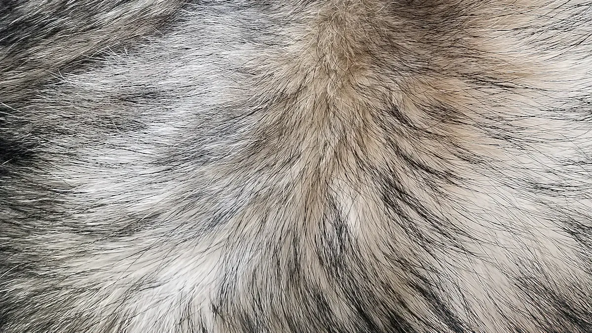 Brushing a dog to collect soft undercoat hair for felting