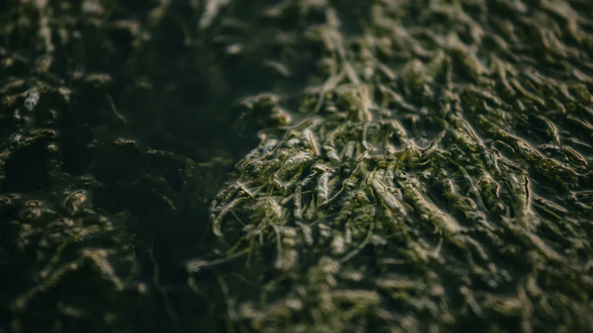 Nori in Japanese Cuisine