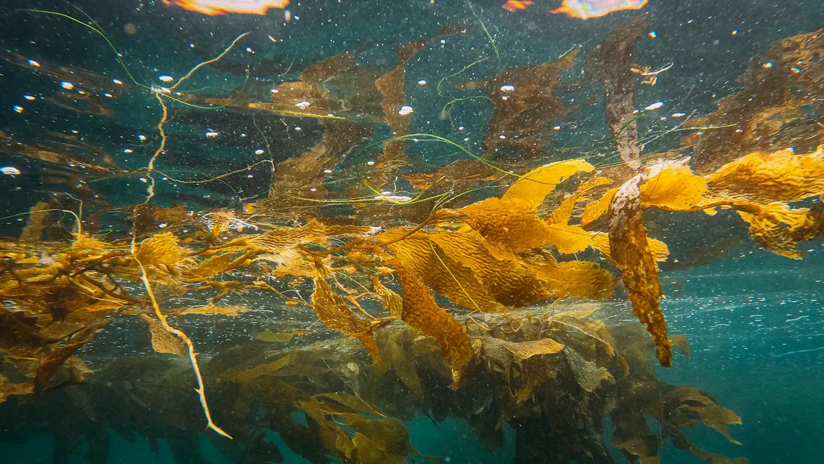 What is Seaweed and What Are Its Main Types