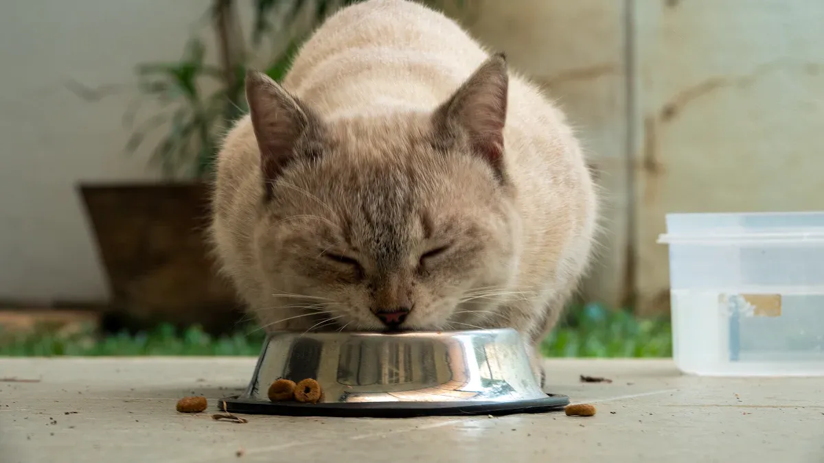 Best Cat Food Bowls of 2025