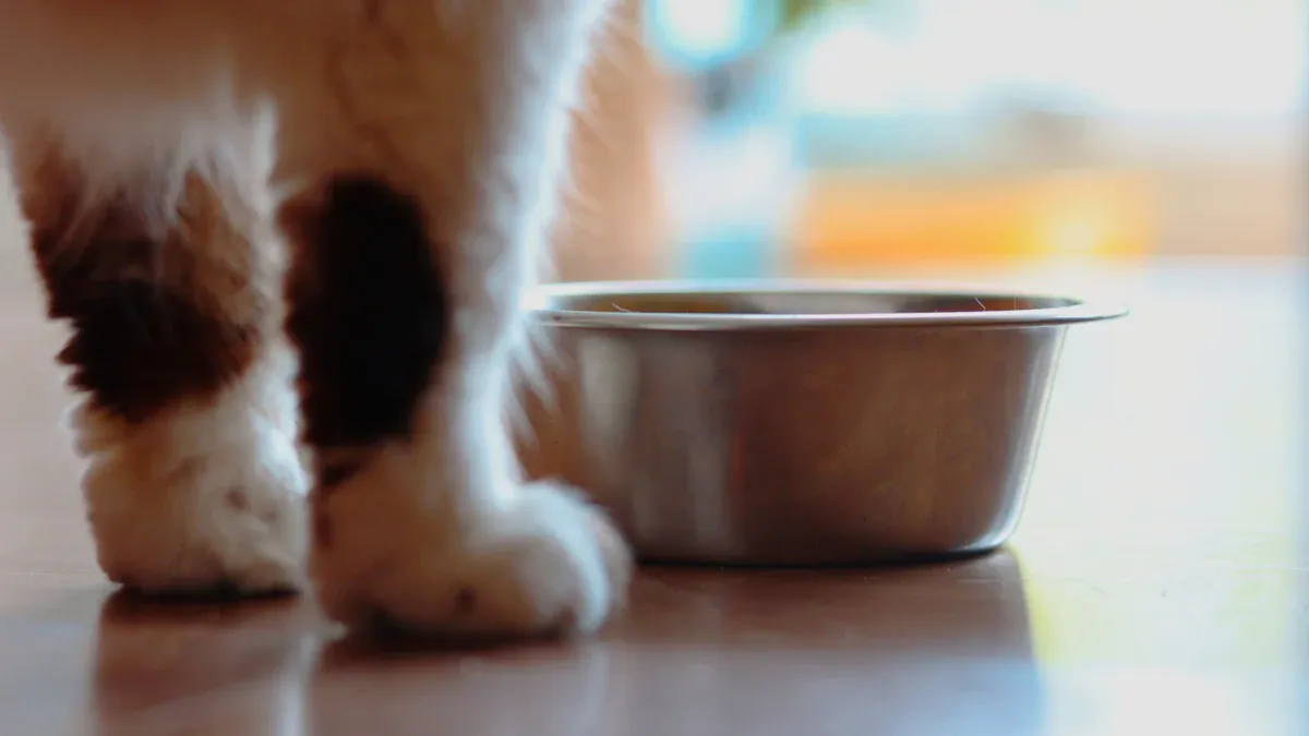 Top 10 Budget-Friendly Cat Bowls for Smart Shoppers