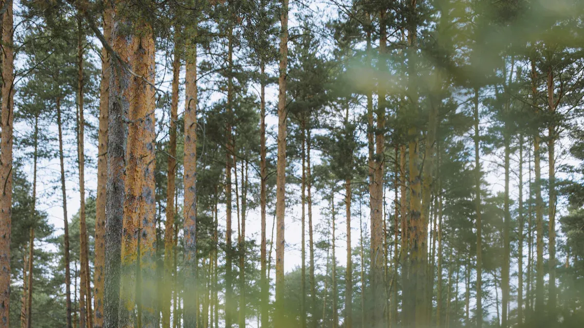 Why a Military Tent is Your Best Outdoor Ally