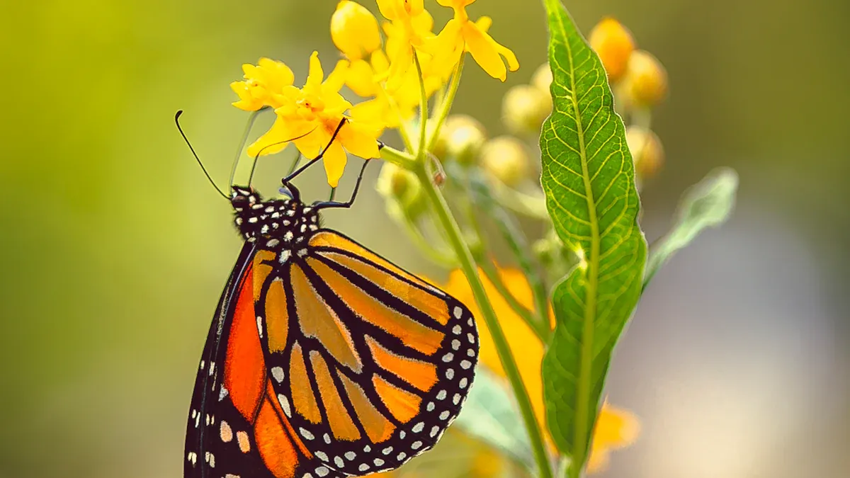 Nature-Inspired Butterfly Drawing