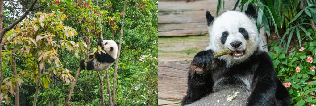 One-Day Tour: Chengdu Panda Base & Leshan Giant Buddha Experience