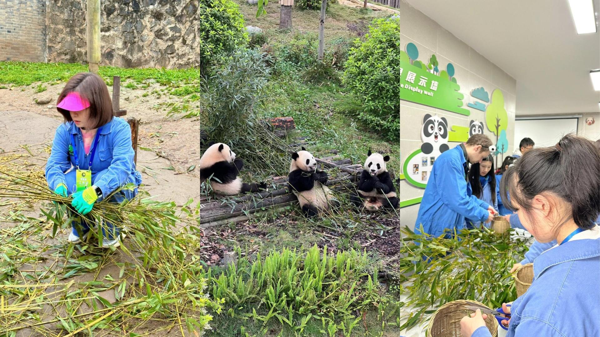 One-Day Tour: Chengdu Panda Base & Leshan Giant Buddha Experience