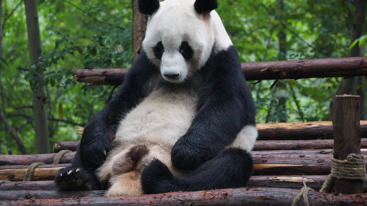 Highlights at Chengdu Research Base of Giant Panda Breeding