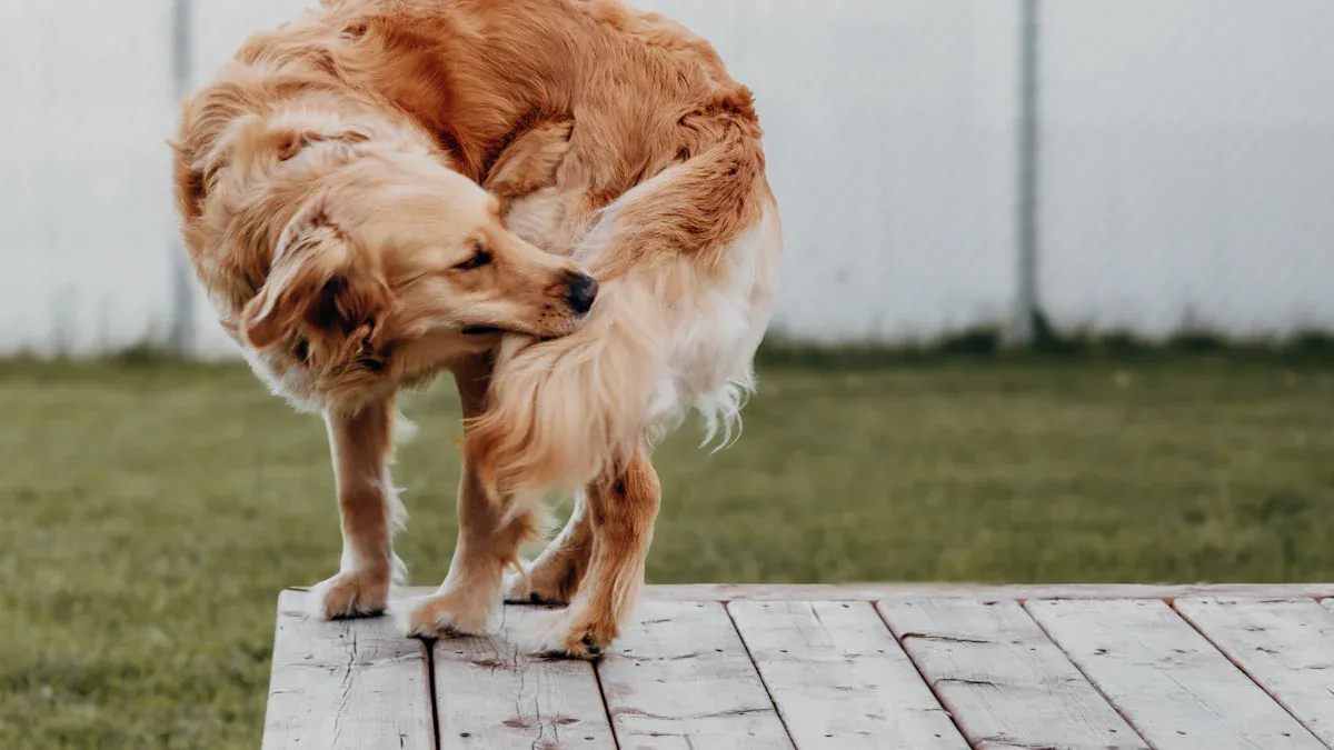 Understanding Canine Elbow Sleeves as a Cost-Effective Option for Mild Joint Care and Mobility