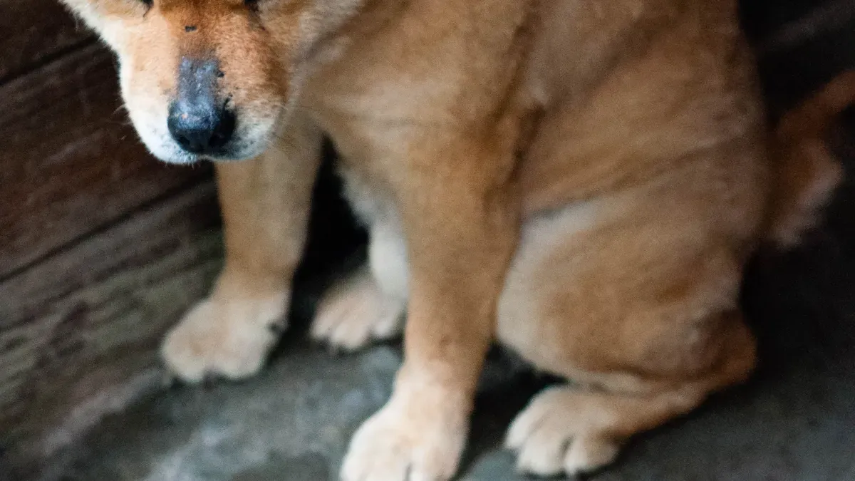 dog-hock-injury-symptoms-causes-treatment-recovery-guide