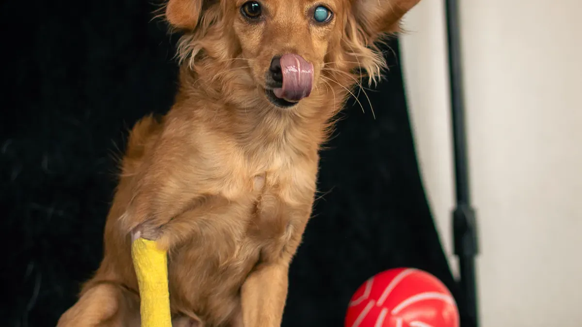 Splint Dog Front Leg Advice for Managing Elbow and Wrist Conditions
