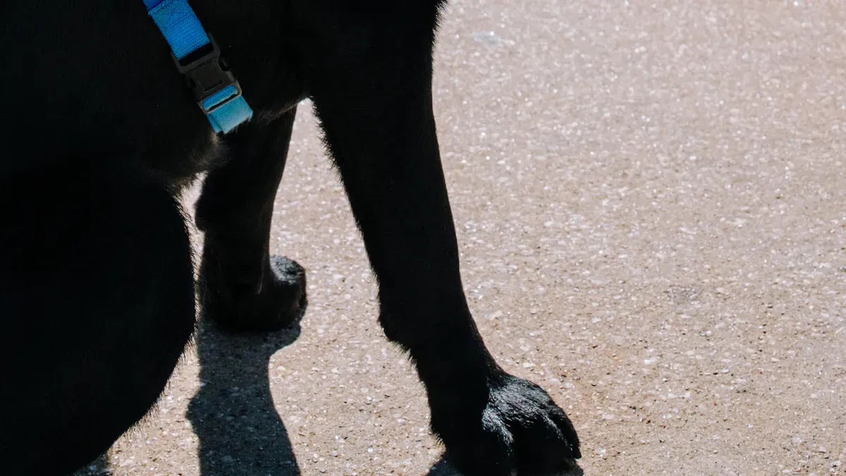 Dog Knee Braces in Recovery