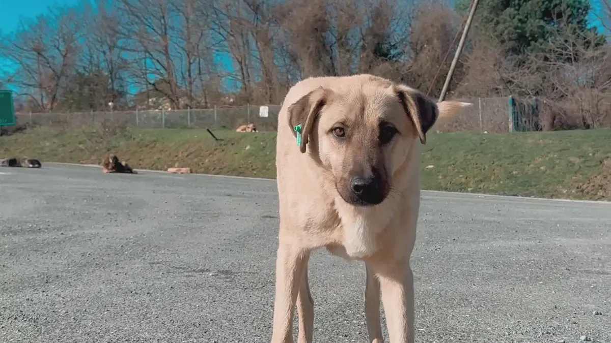 Step-by-Step Guide to Finding the Most Effective Dog Stifle Brace for Arthritis and Joint Stability