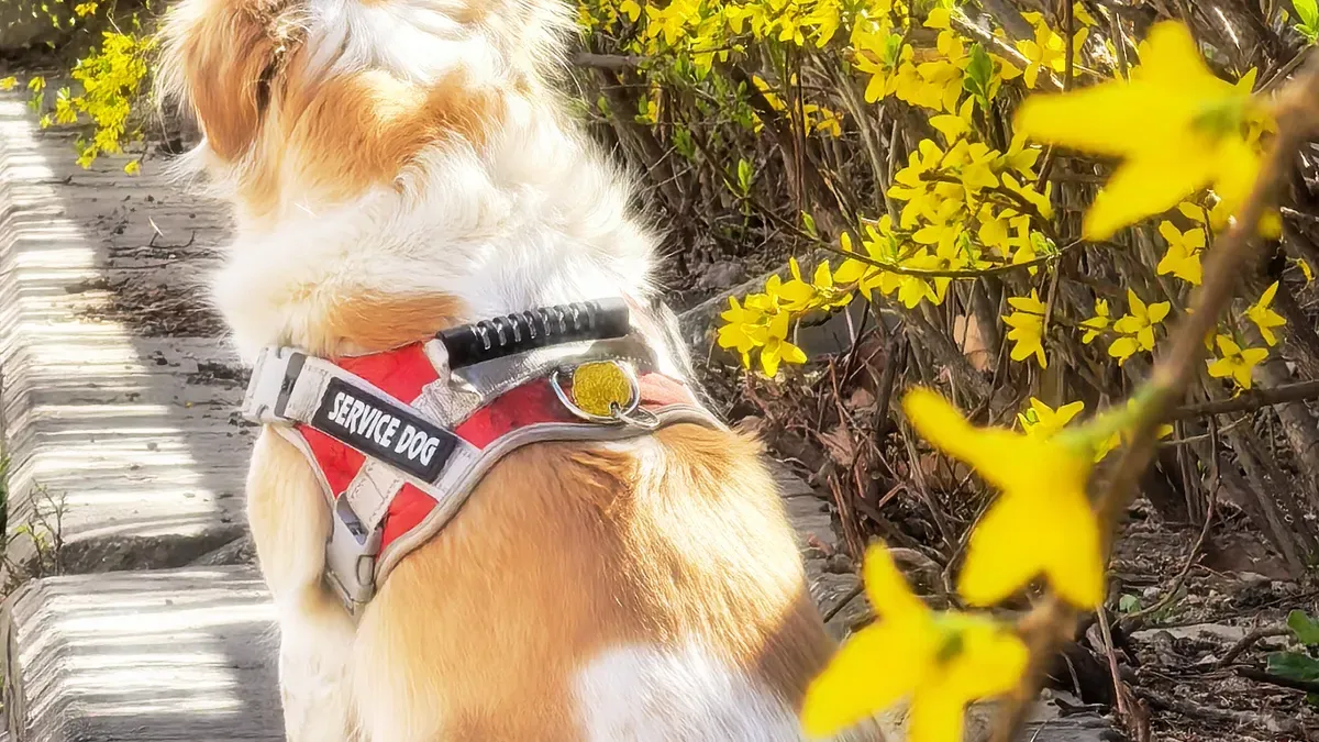 Adjustable over-the-counter canine shoulder brace with chest and bicep straps