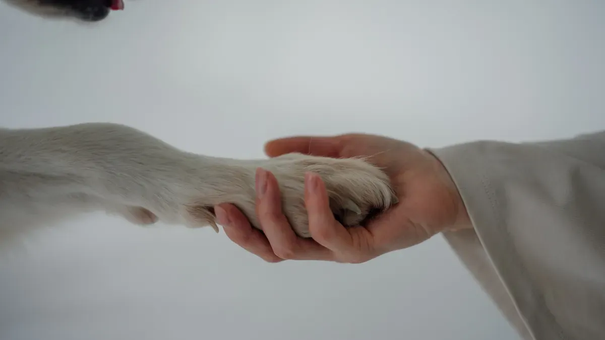 How to Prevent Rubbing and Ensure Proper Fit with a Foot Brace for Knuckling Dogs at Home