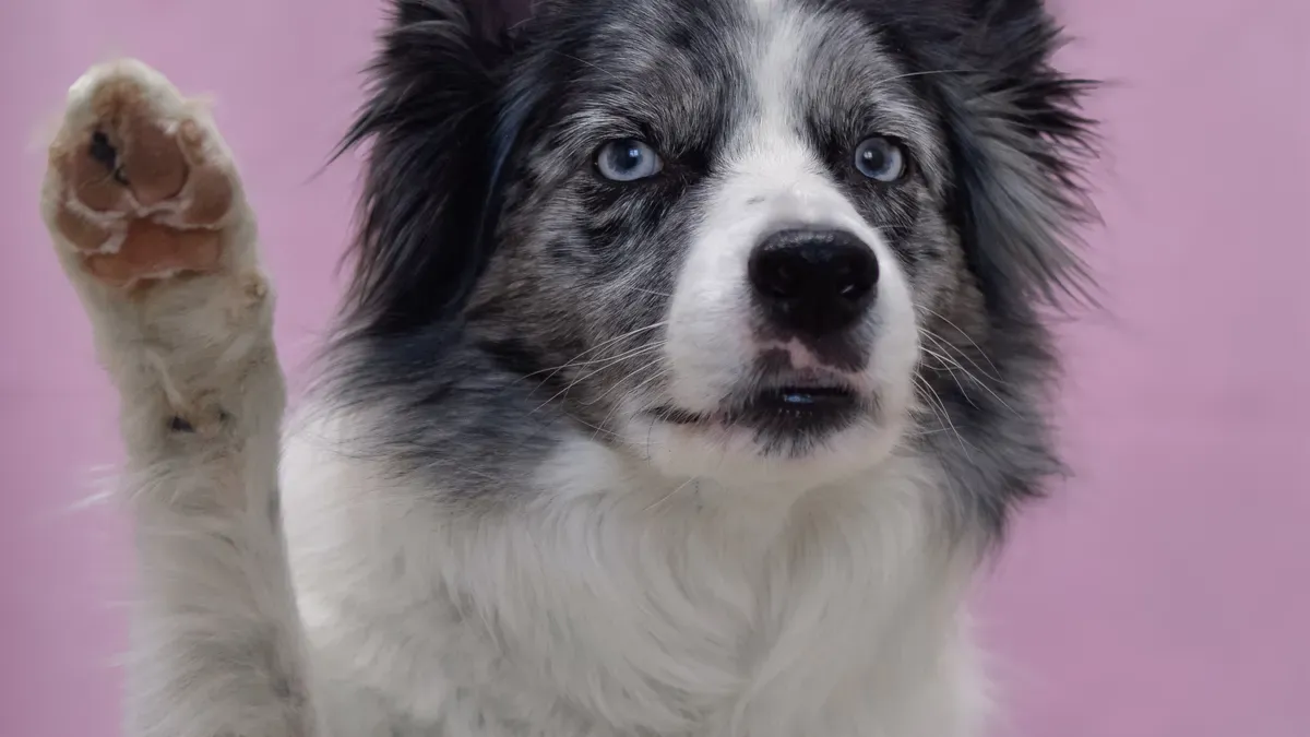 Learn How Canine Hock Joint Function and Structure Help Owners Identify Injury Signs and Provide Rear Support