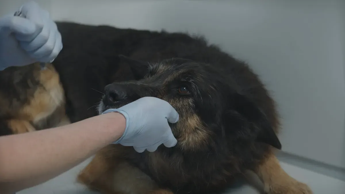 canine-shoulder-brace-custom-vs-over-the-counter-options