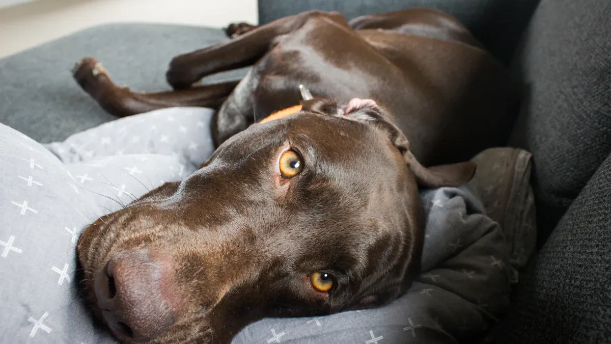 Recovery Timeline and Home Care