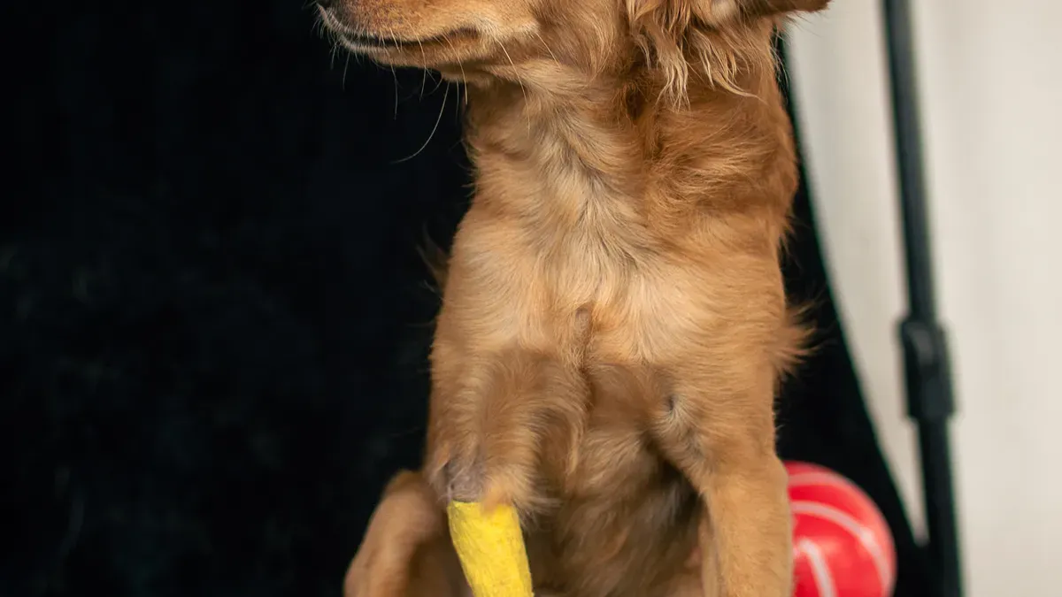 Hind limb knee instability visible during weight-bearing stance