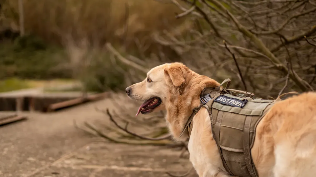 Canine Elbow Sleeves Bring Budget-friendly Relief for Mild Elbow Discomfort without Replacing Veterinary Care