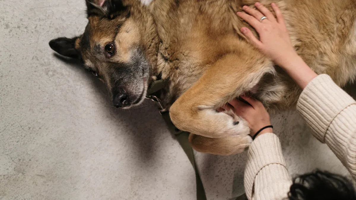Healing Support with Dog Knee Braces