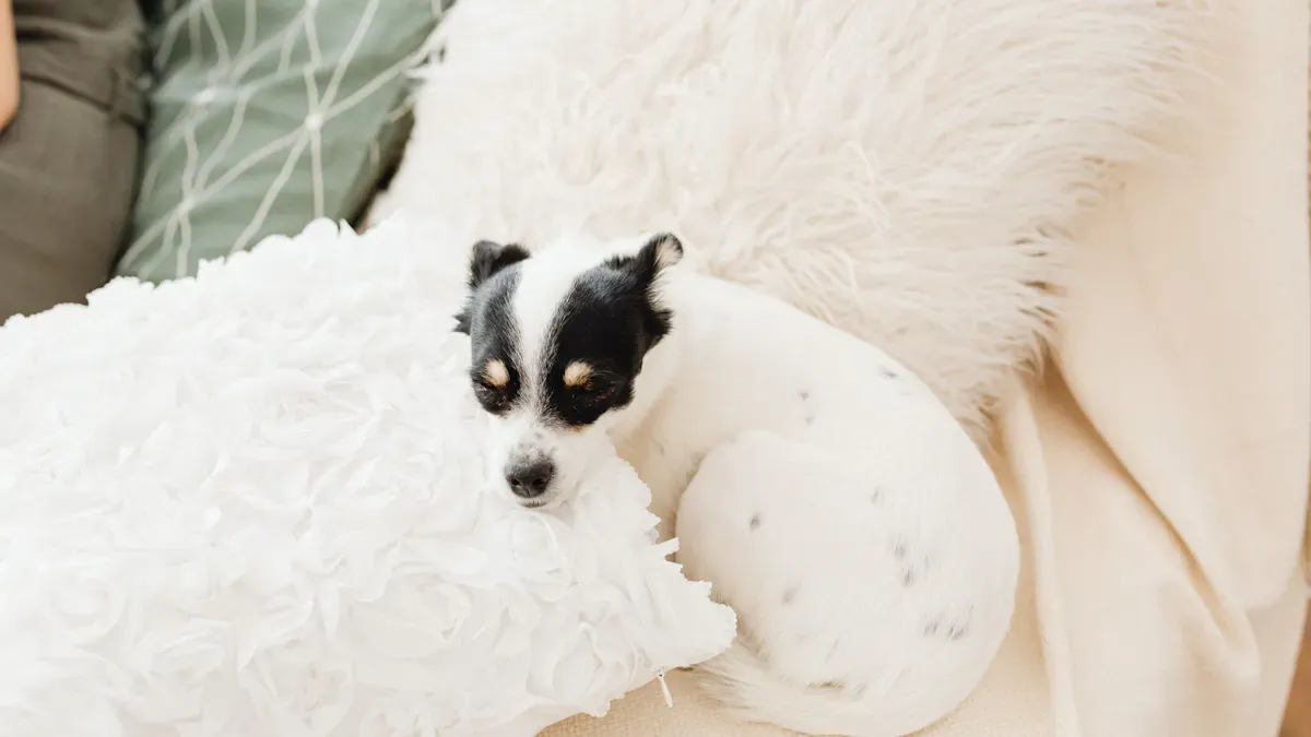 Lightweight brace material on a small dog showing flexible fabric