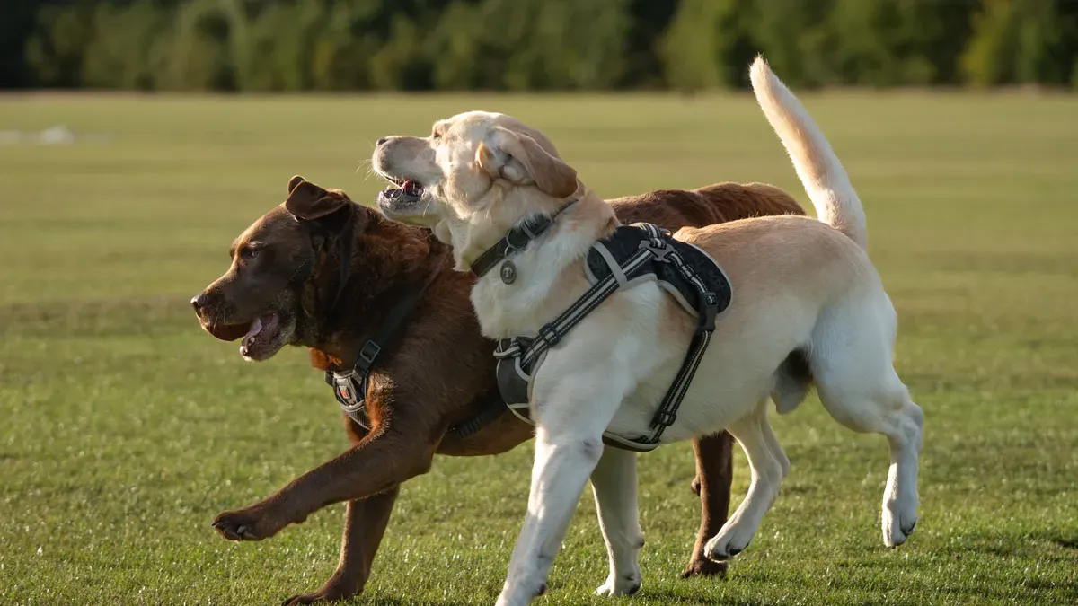 Ensuring Proper Fit for Dogs Knee Brace to Support Mobility and Reduce Strain
