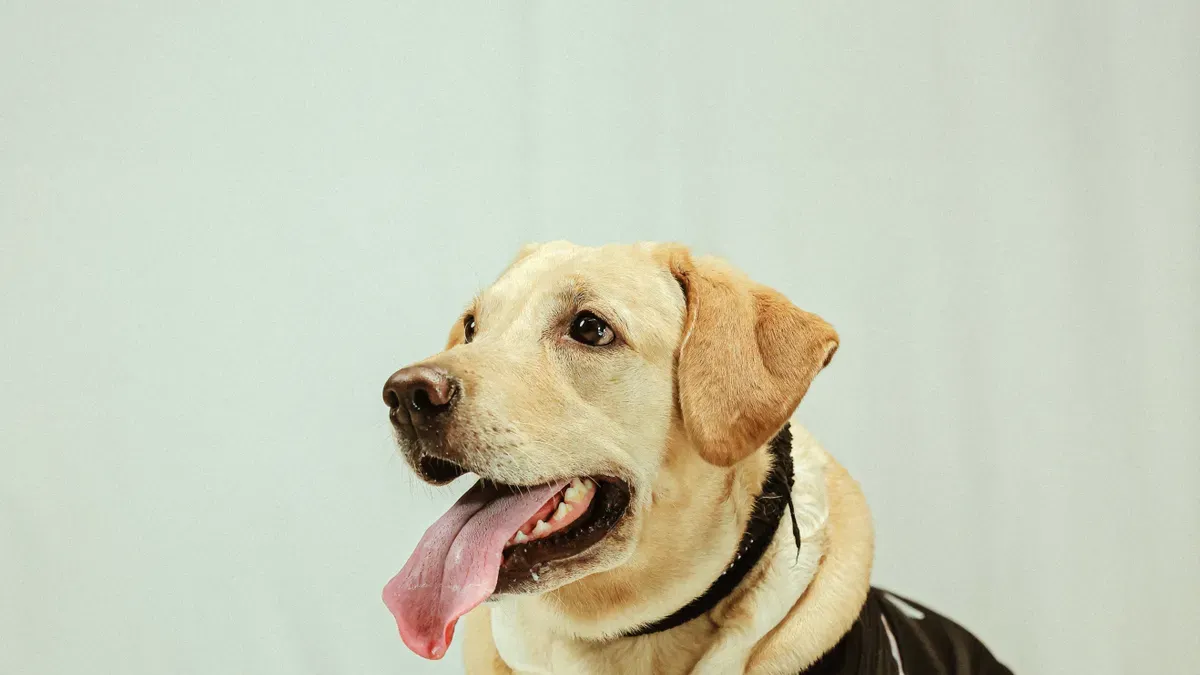 Hinged dog knee brace worn during controlled outdoor walking