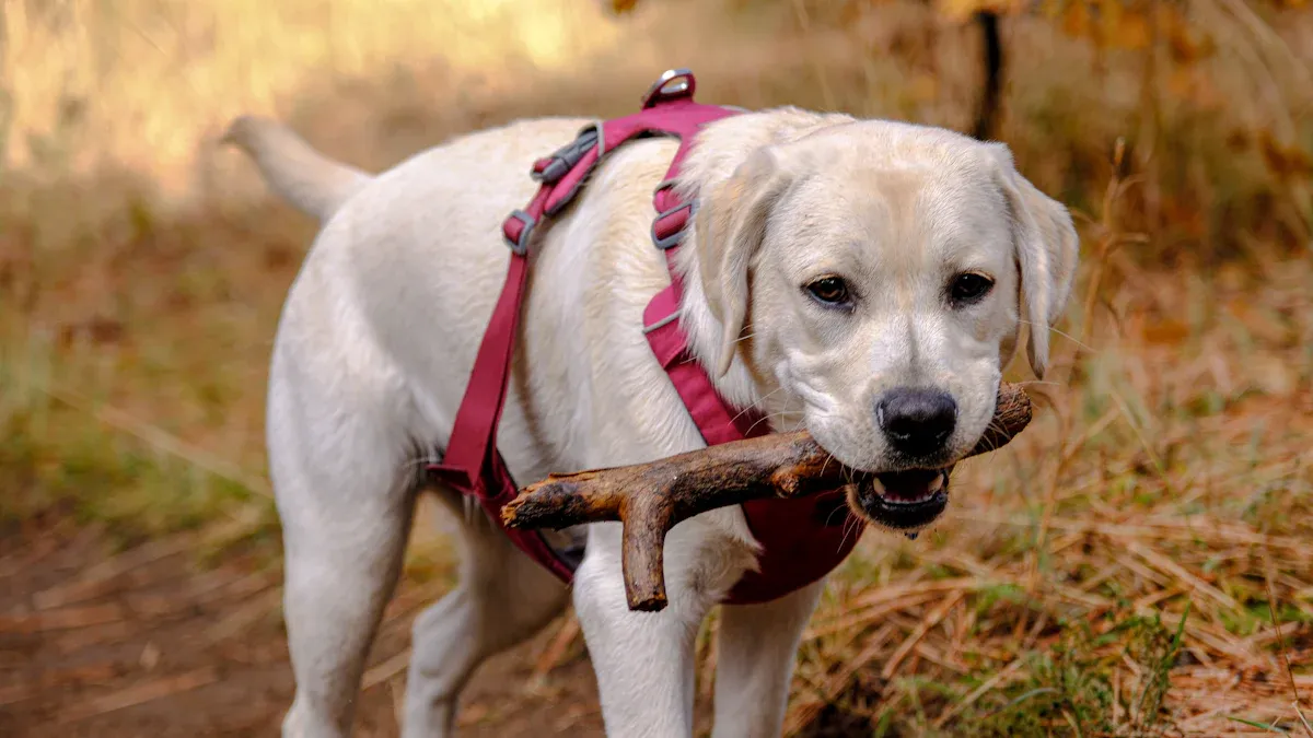 Quality of Life Improvements with Dog Back Brace and Hind Leg Braces