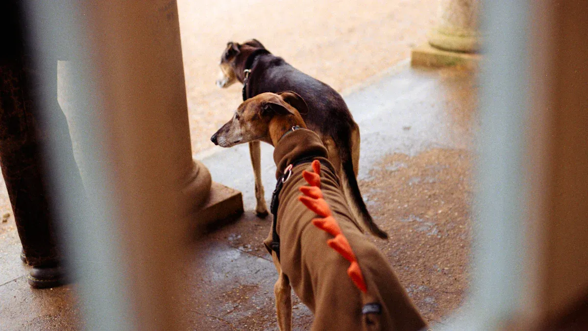 4 reasons a small dog knee brace may help your toy breed walk with confidence