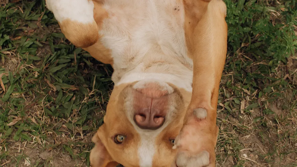 Why Is My Dog Knuckling Paws? Vet and Home Tips