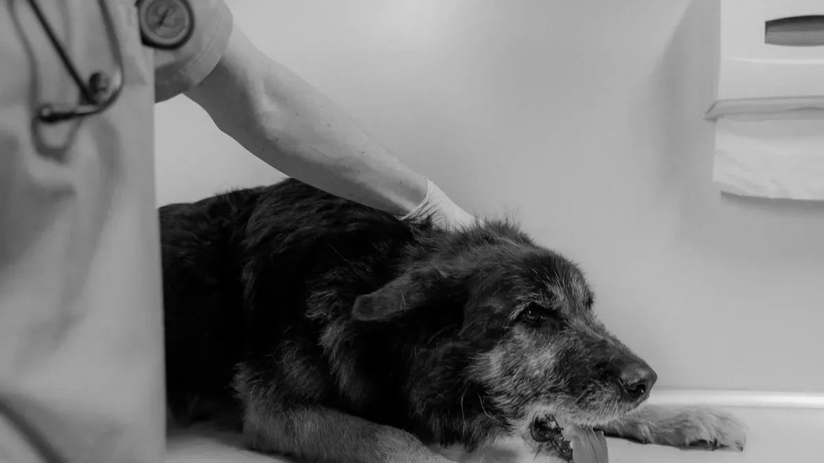 How to Recognize and Manage Common Hock Dog Injuries for Safe Recovery at Home