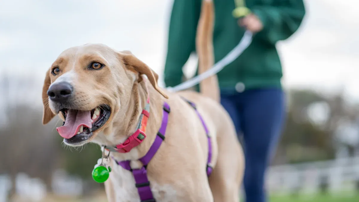 How a dog leg brace for luxating patella works